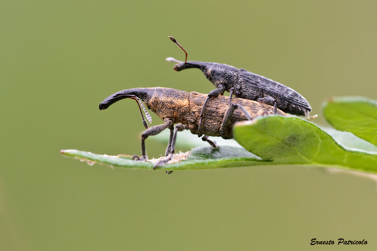 Lixus cfr. filiformis, coppia - Curculionidae